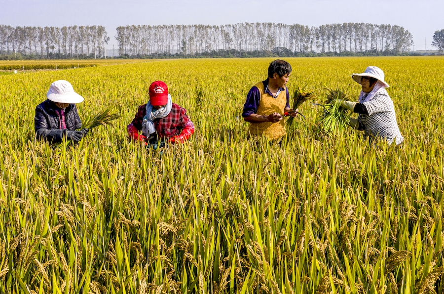 農民正在田間優選水稻良種。左學長攝