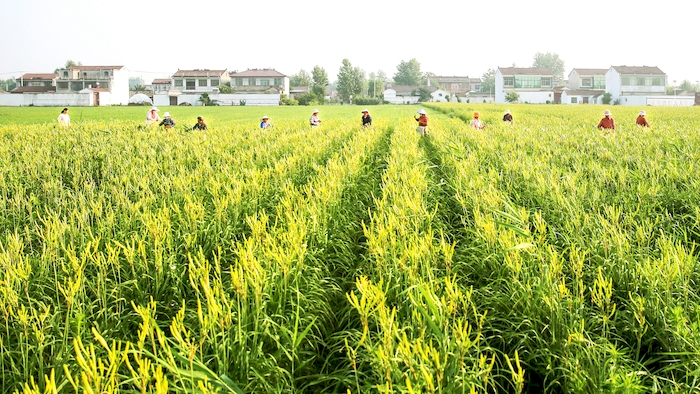 萧县老百姓在黄花菜合作社收黄花菜.萧县县委宣传部供图