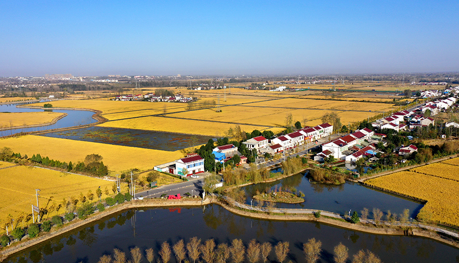近日，安徽省六安市林水寨生態園1200余畝“魚田雪稻”一片金黃，豐收在望。陳力攝