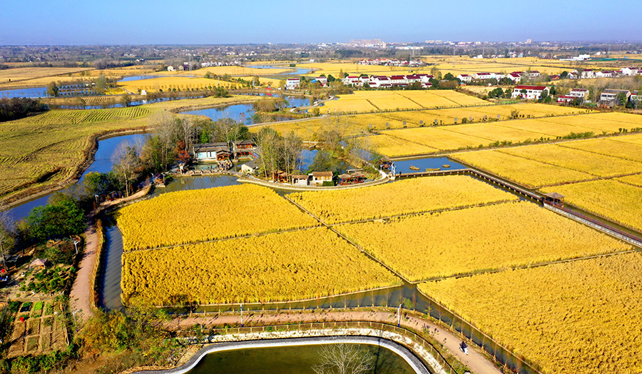 近日，安徽省六安市林水寨生態園1200余畝“魚田雪稻”一片金黃，豐收在望。陳力攝