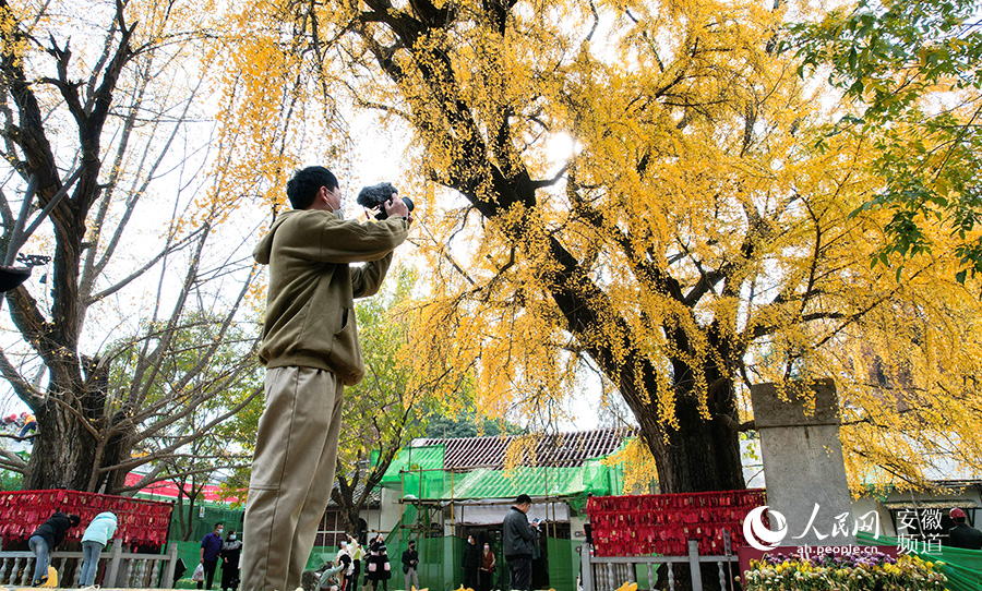 攝影愛好者拍攝報恩禪寺內銀杏樹。 人民網 王銳攝