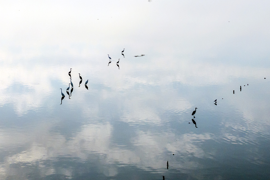 石臼湖“天空之境”上的候鳥。濮勇攝