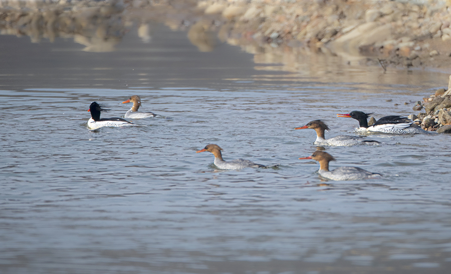 中華秋沙鴨在霍山東淠河水域棲息。杜世宏攝