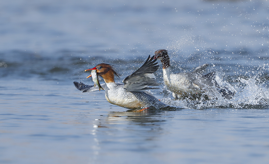 中華秋沙鴨在霍山東淠河水域棲息。王勁鬆攝