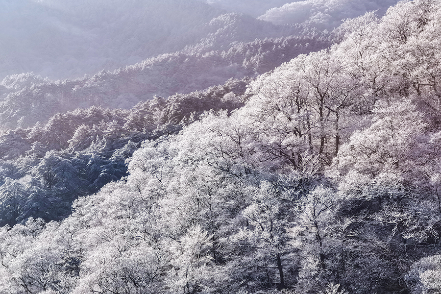 12月13日清晨的天堂寨風景區，霧凇挂滿枝，瑞雪遍山林。李勝利攝 
