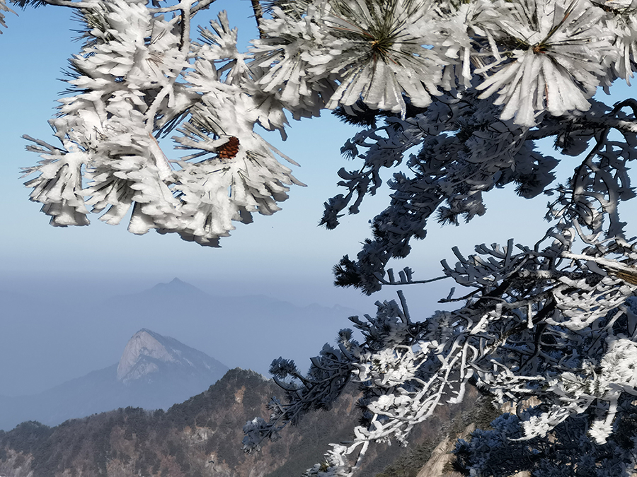 12月13日清晨的天堂寨風景區，霧凇挂滿枝，瑞雪遍山林。李勝利攝