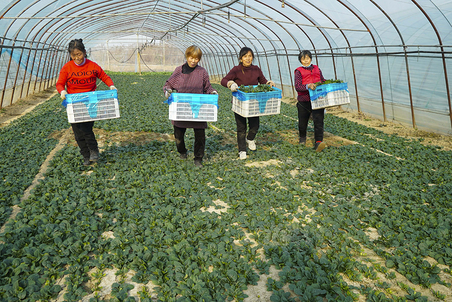 如今種植銷售菠菜已成為陳台村村民致富手段。李向前 攝