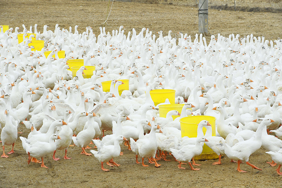 白鵝養殖助力農民增收。宋衛星攝