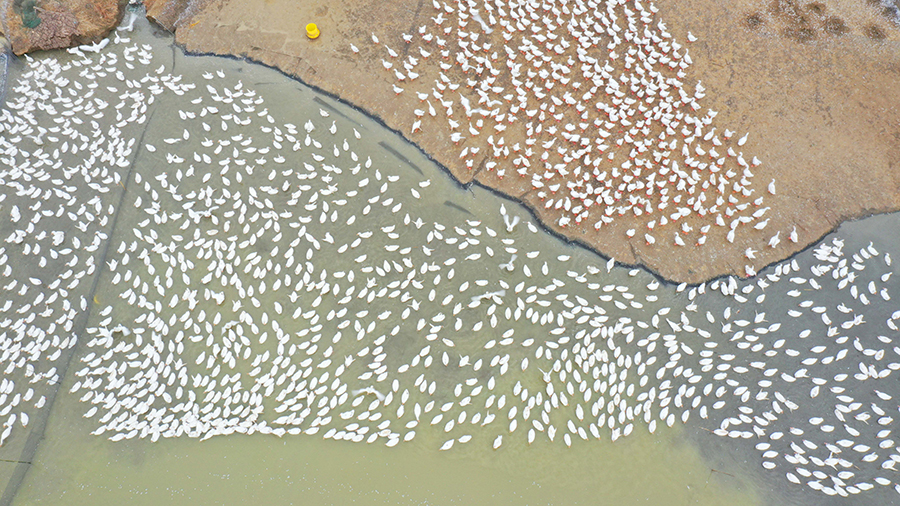 鵝群正在水面戲水。宋衛星攝