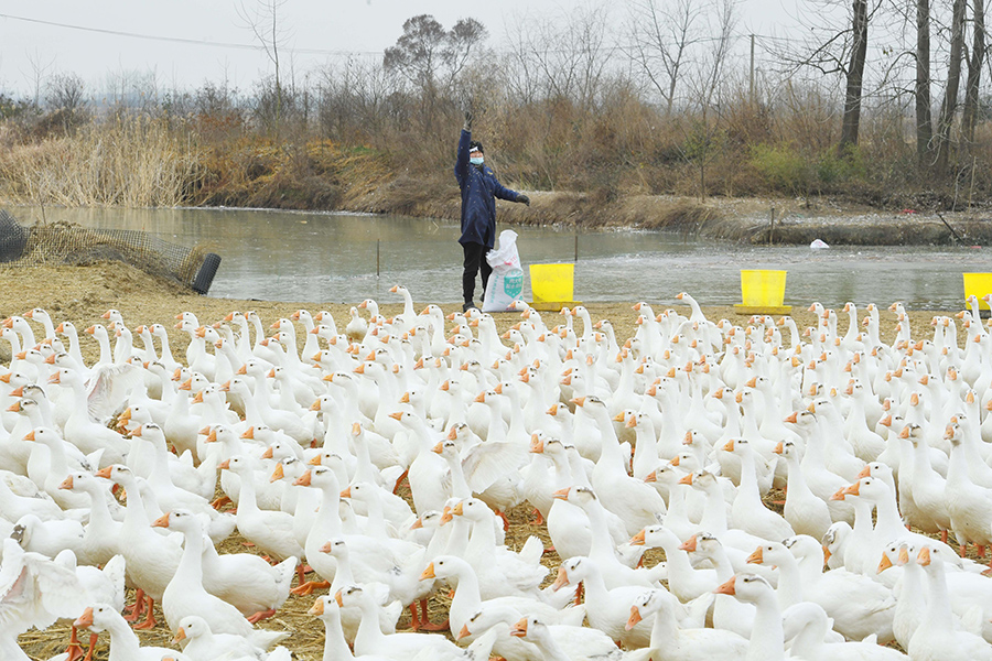 在安徽省滁州市定遠縣桑澗鎮河西村，養殖戶正在給白鵝喂食。宋衛星攝