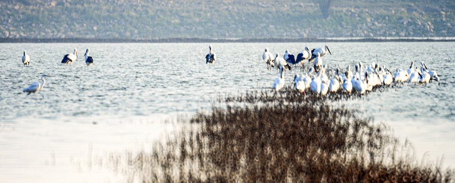 近日，数以万计的候鸟飞抵安徽菜子湖越冬。吴保国摄