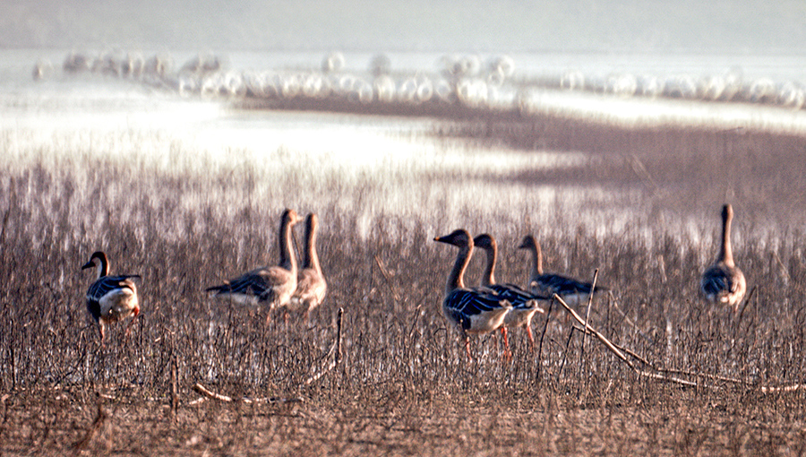 近日，数以万计的候鸟飞抵安徽菜子湖越冬。吴保国摄