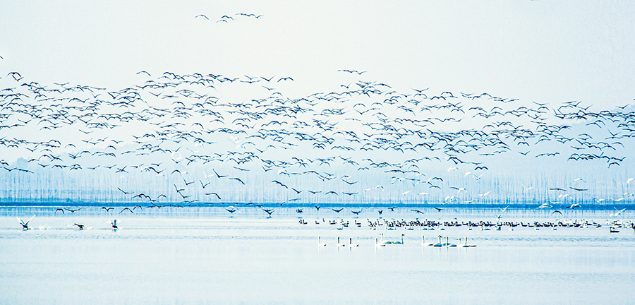 近日，數以萬計的候鳥飛抵安徽菜子湖越冬。吳保國攝