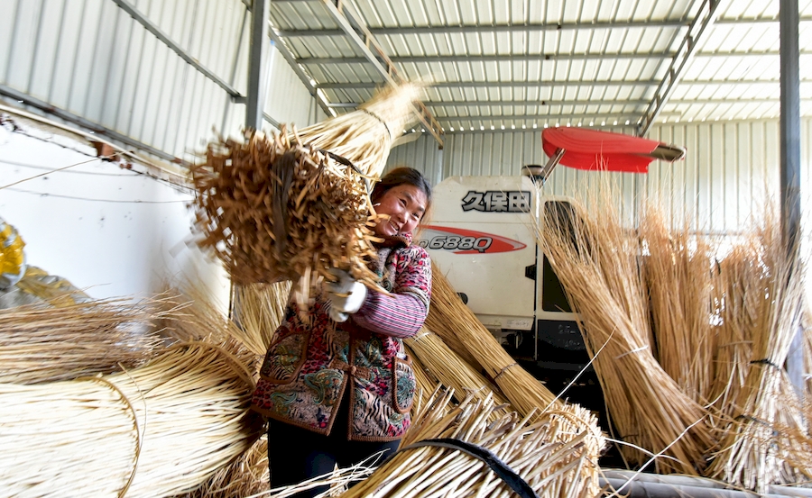 農戶在整理編織柳編的杞柳。呂乃明攝