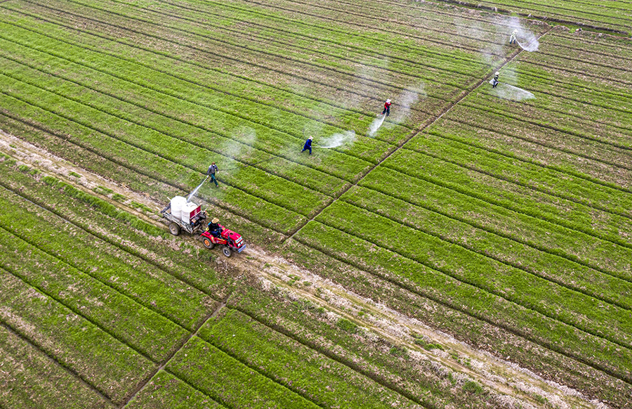 農民們正在進行小麥病虫害化學防治作業。左學長攝