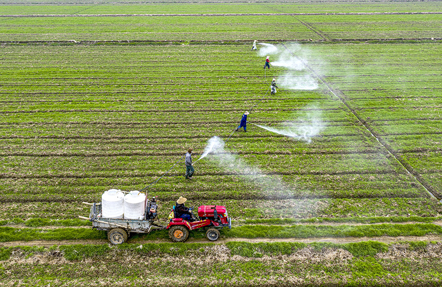農民們正在進行小麥病虫害化學防治作業。左學長攝