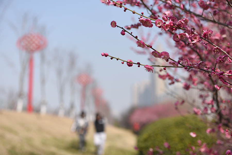 滨江公园二期栽种的上百棵梅花竞相绽放，吸引了不少市民和摄影爱好者前来观赏拍摄。
