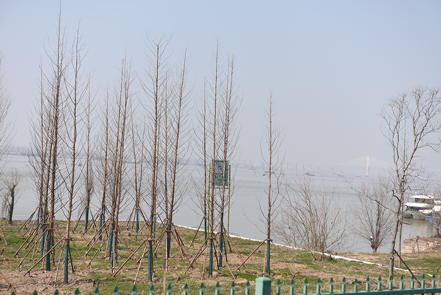 长江芜湖段水域水质清澈优良，黄金水道航运一片繁忙。金昌龙摄