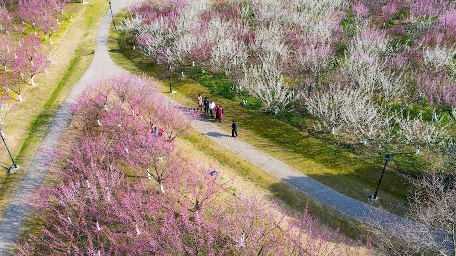金斗公園迎來梅花最佳觀賞期。葉玉庭供圖