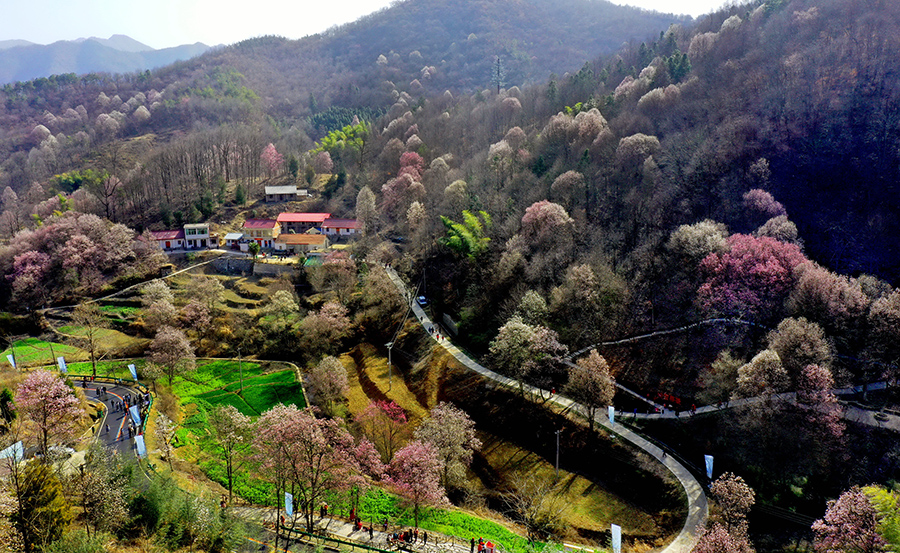 金寨县铁冲乡,玉兰花开遍山野。陈力摄