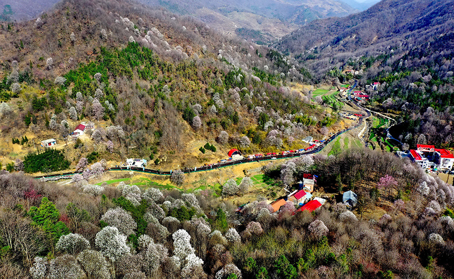 金寨县铁冲乡,玉兰花开遍山野.陈力摄