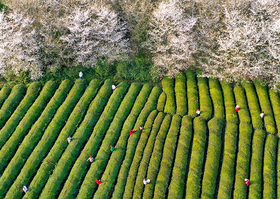 位於安徽省郎溪縣十字鎮新和村三千余畝櫻花和萬畝茶園構成一幅美麗的春日畫卷，茶農們搶抓農時採摘春茶。李曉紅攝。