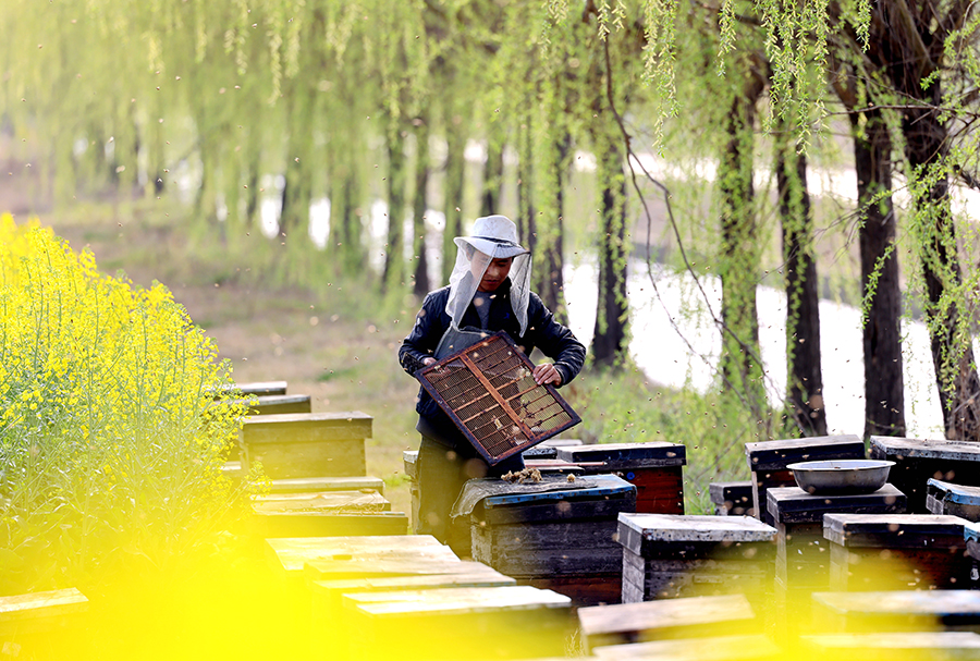 油菜花開時節，勤勞的養蜂人來到濕地沿岸放蜂。陳振攝