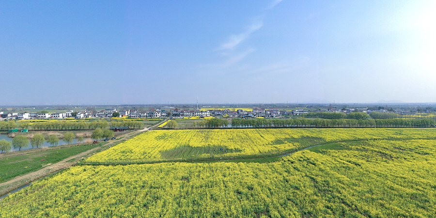 藍天白雲下，油菜花田與附近的村落民居構成一幅美麗的生態畫卷。陳振攝