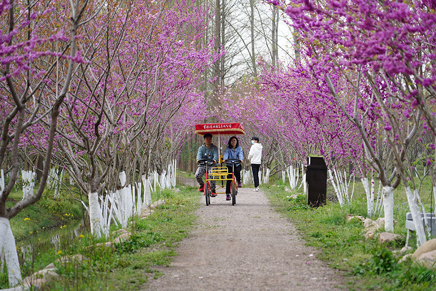 騎行游客穿過一片紫荊花林。李方暉攝
