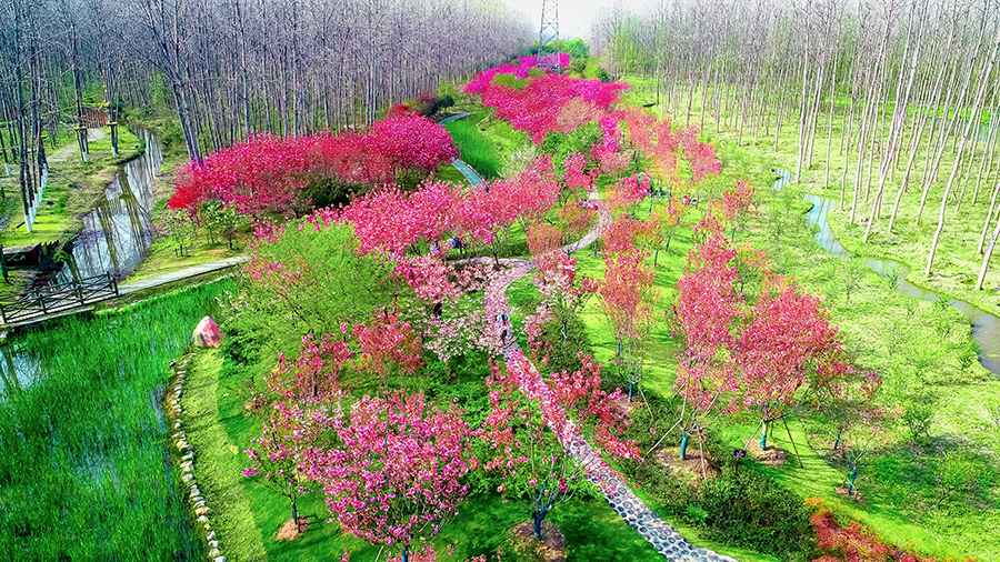 合肥濱湖國家森林公園一隅，綠樹紅花，相映成趣。李方暉攝