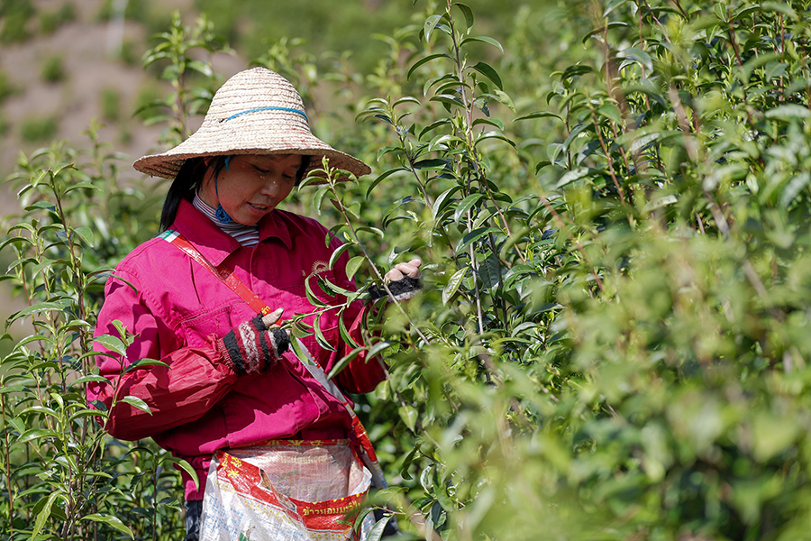 茶农忙着采摘春茶。施亚磊摄