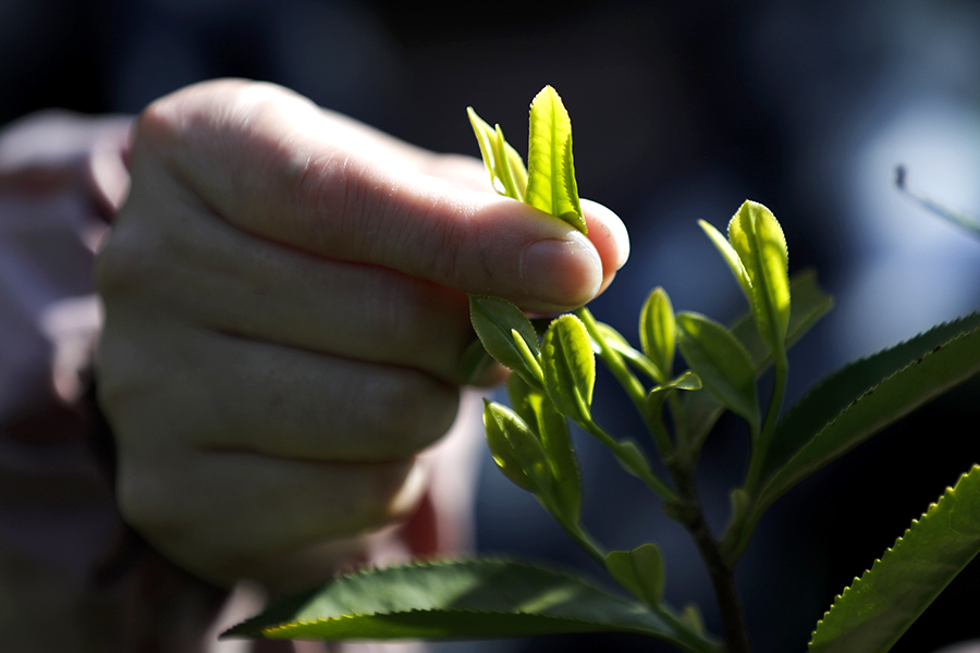 今年茶园开采略迟,但茶叶营养成分积蓄充沛。施亚磊摄