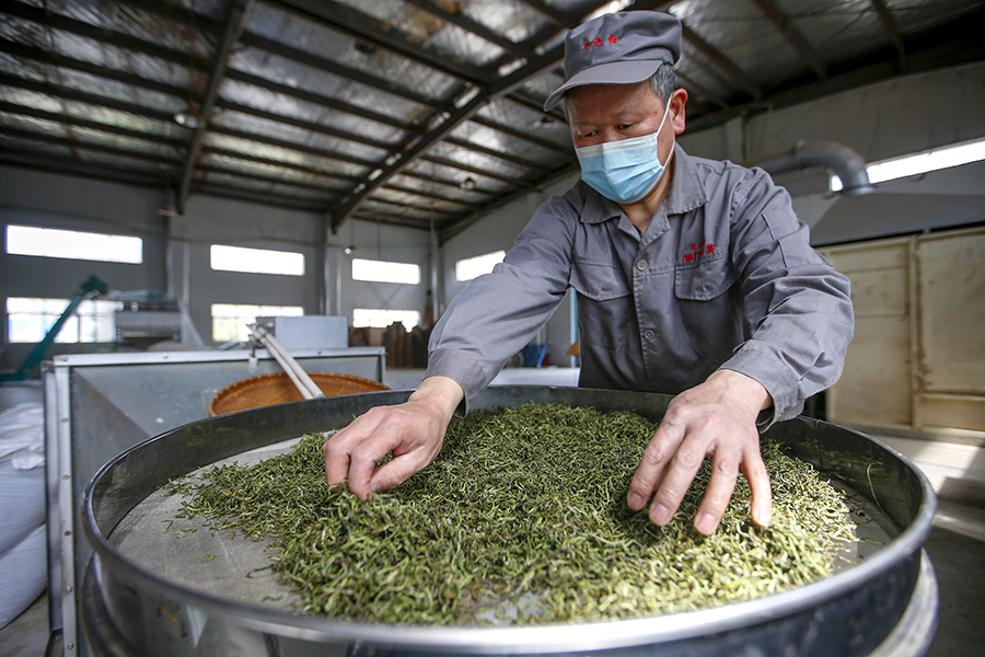 鲜叶加工。施亚磊摄