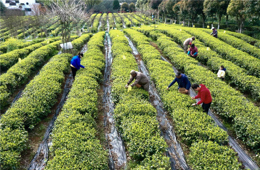 黃山毛峰全面開採。潘成攝