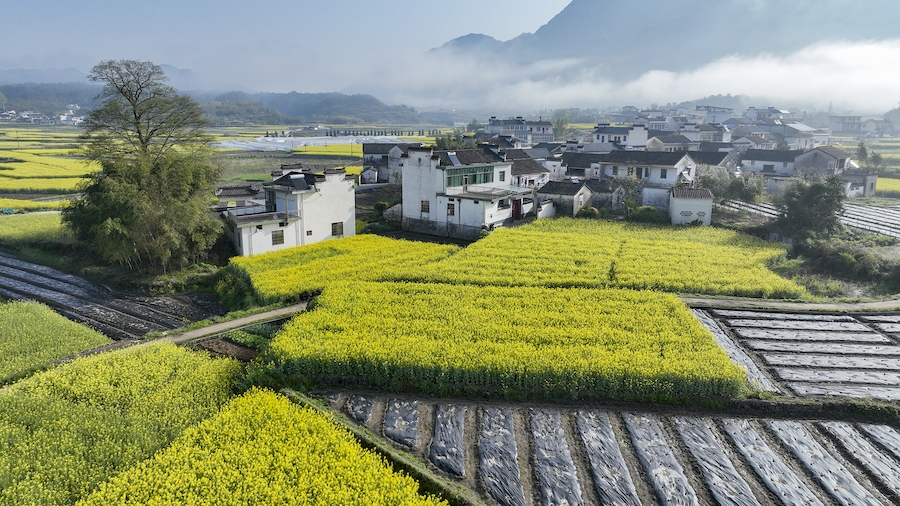安徽績溪縣伏嶺，漫山油菜花與徽派建筑風格的古村落交相輝映。李曉紅攝