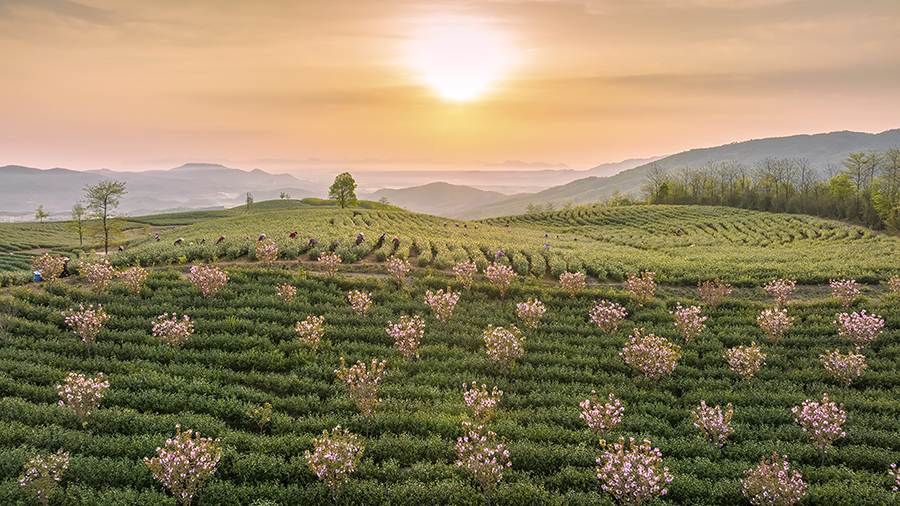 周王鎮綠寶村茶葉進入採茶期，櫻花如雲似雪與兩千余畝綠茶相映成趣。李曉紅攝