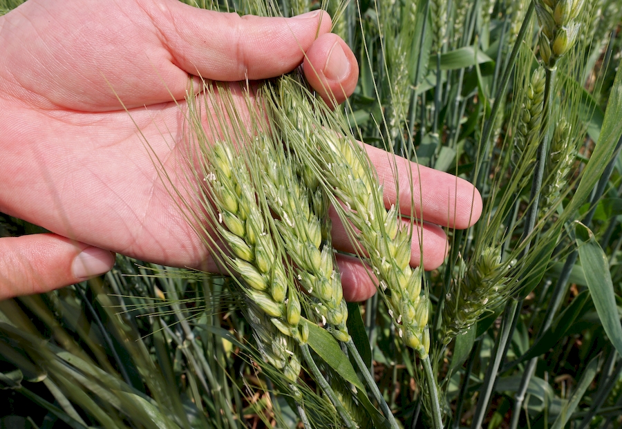 農技人員指導種植大戶防治小麥赤霉病。沈果攝