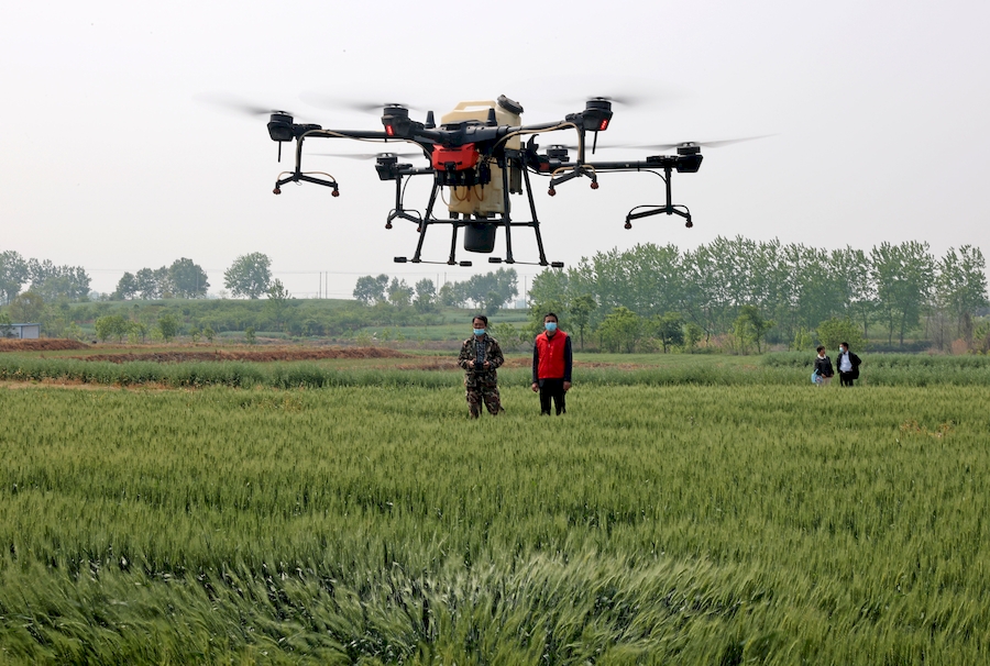 植保無人機對小麥進行大規模噴藥作業。沈果攝