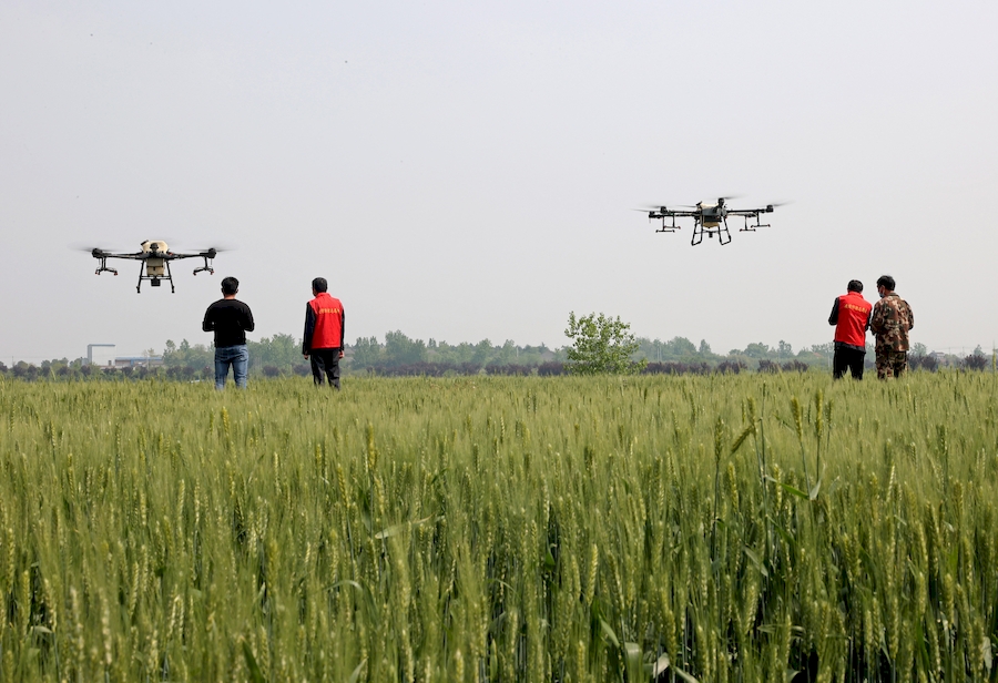 植保無人機對小麥進行大規模噴藥作業。沈果攝