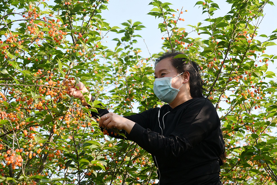 游客採摘櫻桃。陶俊攝