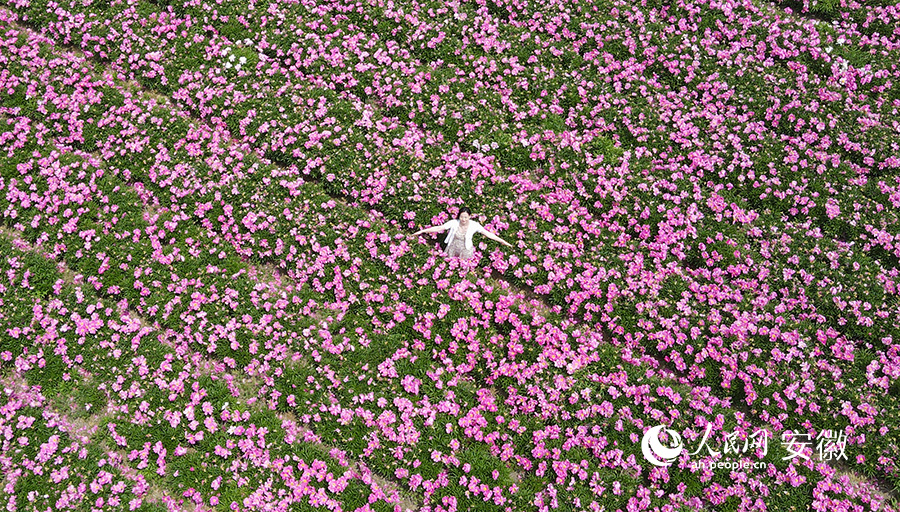 无人机拍摄一位女孩在芍花丛中起舞。人民网 王晓飞摄