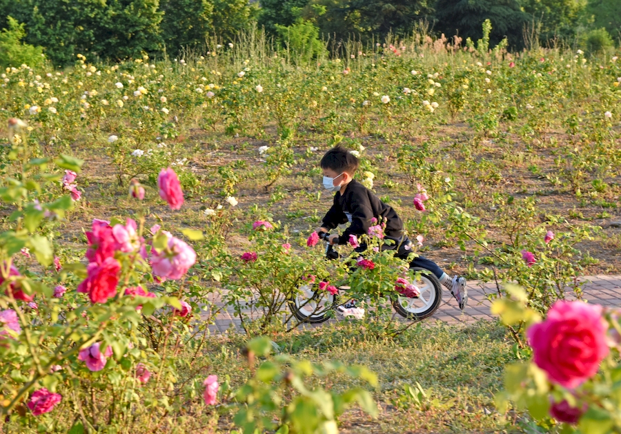 市民在月季園中賞花游玩。陳彬攝