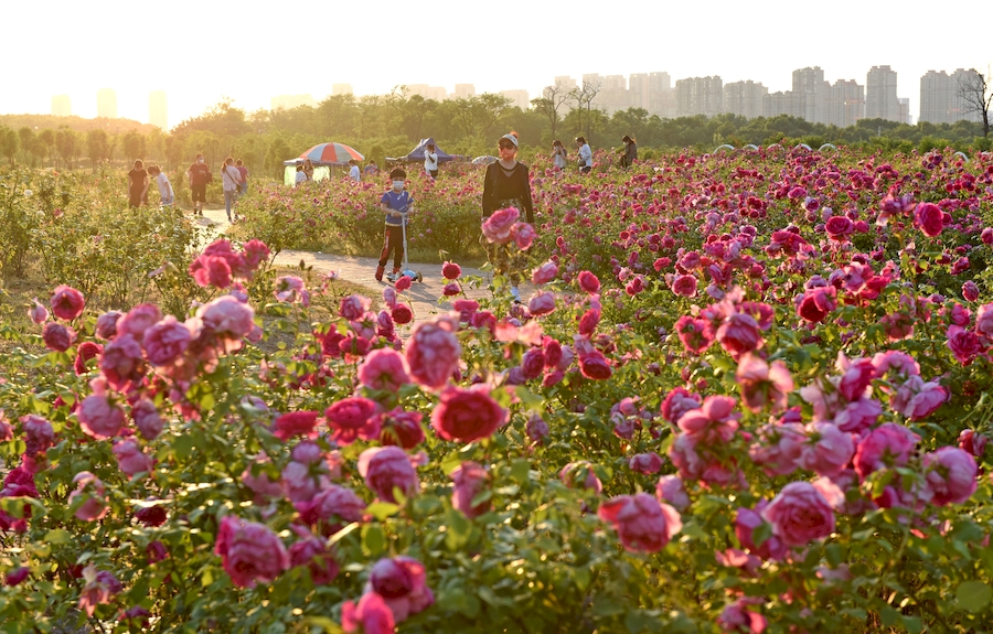 市民在月季園中賞花游玩。陳彬攝
