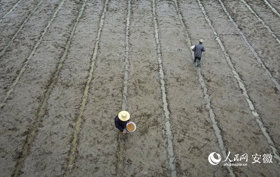 稻農在田間播撒種子。人民網 陶濤攝