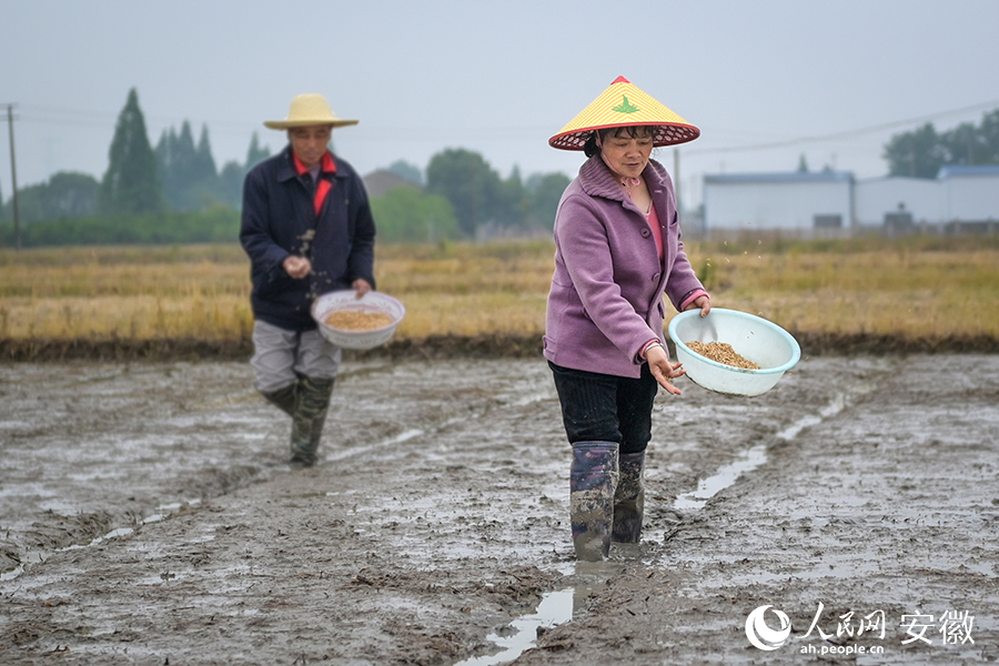 稻農在田間播撒種子。人民網記者 苗子健攝