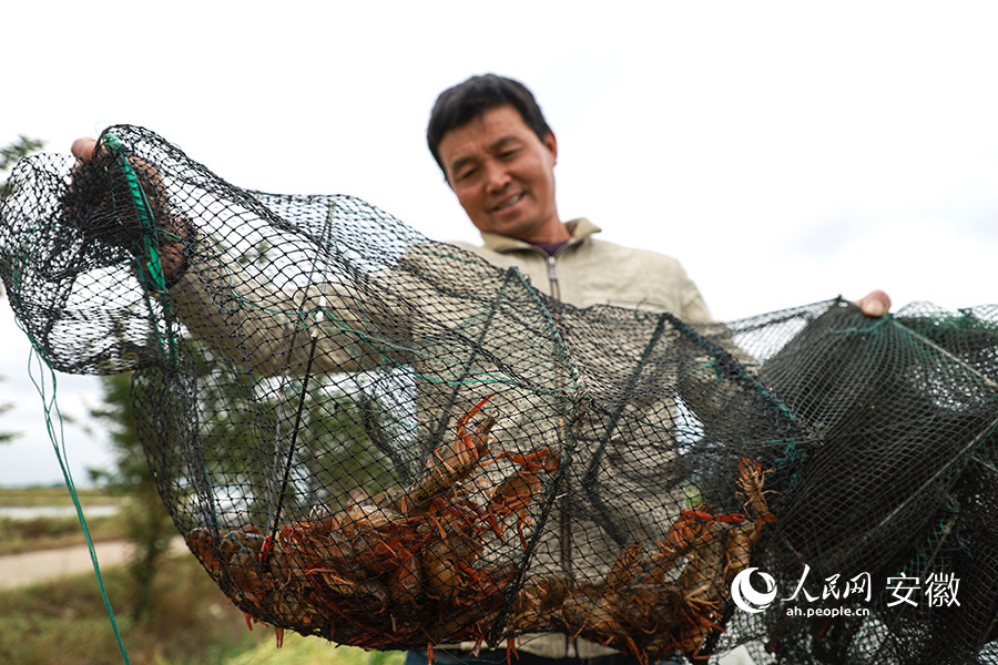 宣州區洪林鎮，劉同河收獲稻蝦田裡生長的小龍蝦。人民網 張俊攝