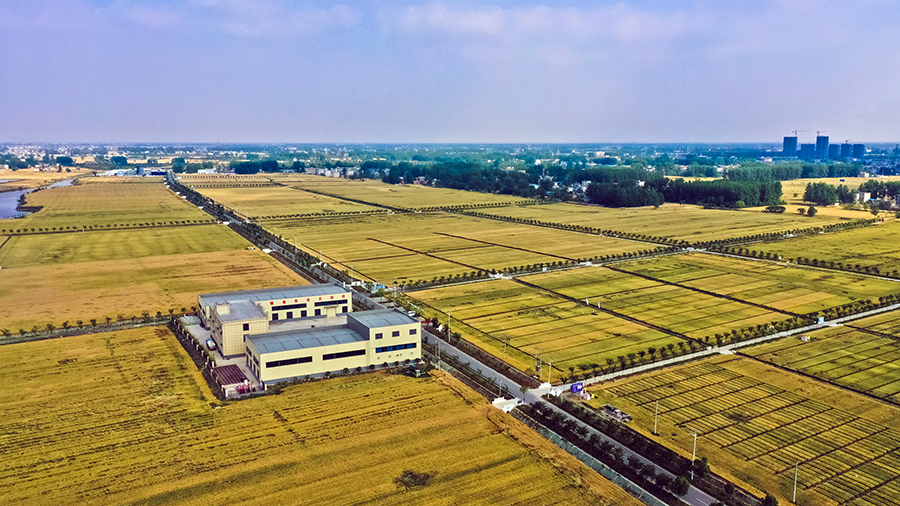 在阜陽市颍州區三塔集鎮，俯瞰滾滾麥浪。龐誠攝