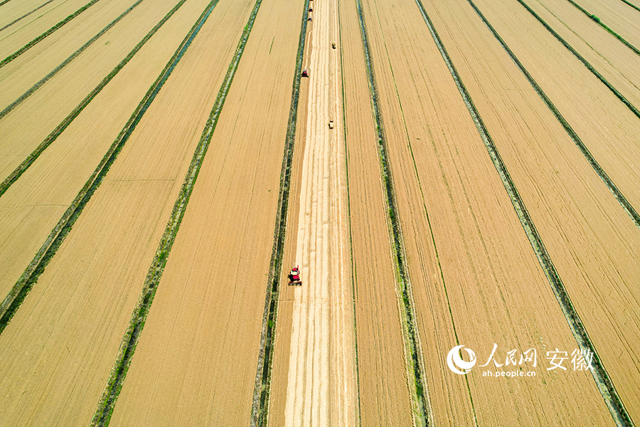 安徽蒙洼蓄洪区内小麦开始收割。人民网记者 苗子健摄 