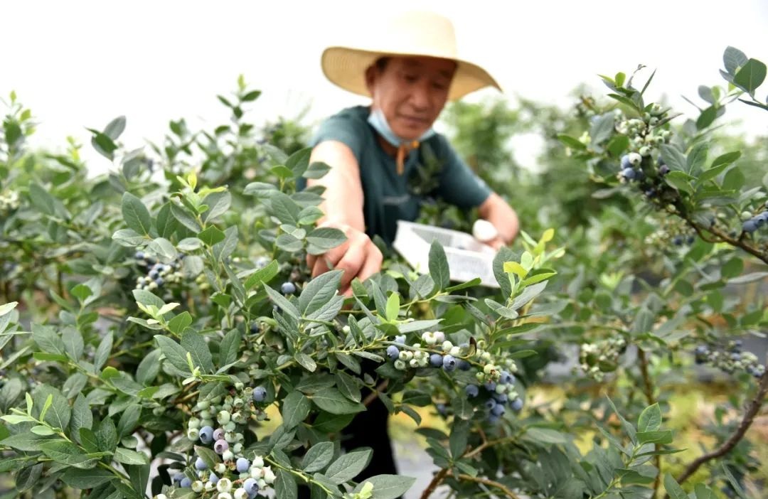 安徽巢湖：蓝莓成熟开启“莓”好时光亚新体育(图1)
