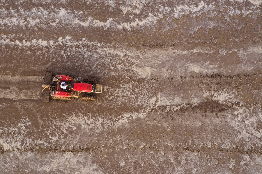 安徽省五河縣小圩鎮大圩村農民在翻耕水田准備插秧。李向前攝